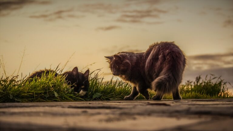 catacratphobia