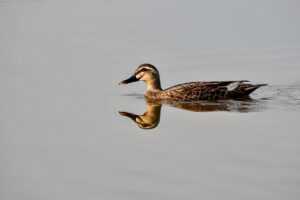 where to buy medicine for cotaldihydo