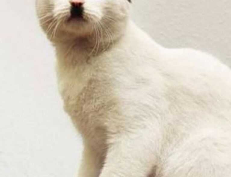 80 uf a pesos chilenos