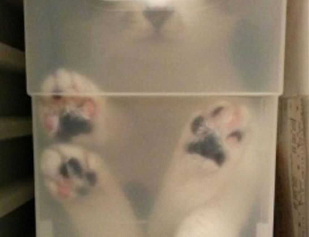 anya 41 rész magyarul