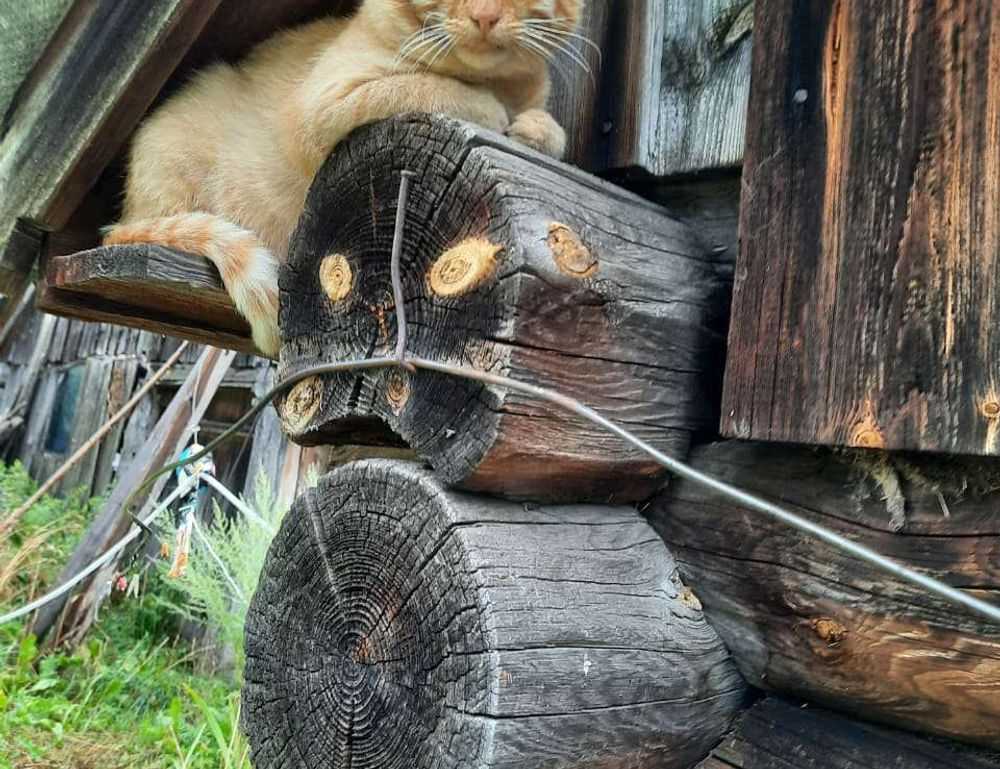 chabuca granda dibujo animado