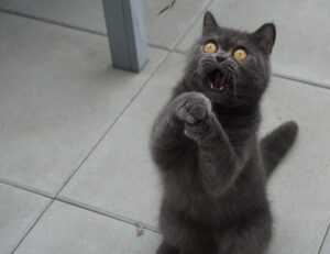 godinez el chavo cuerpo completo