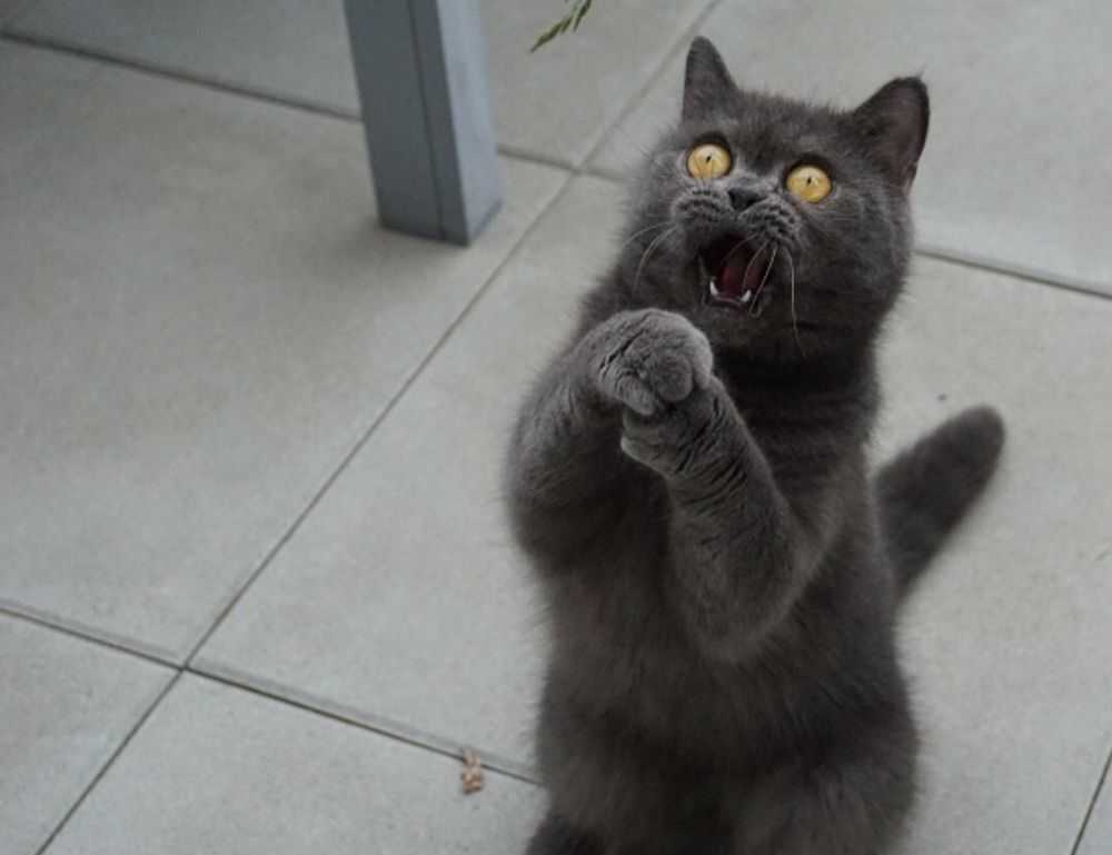 godinez el chavo cuerpo completo