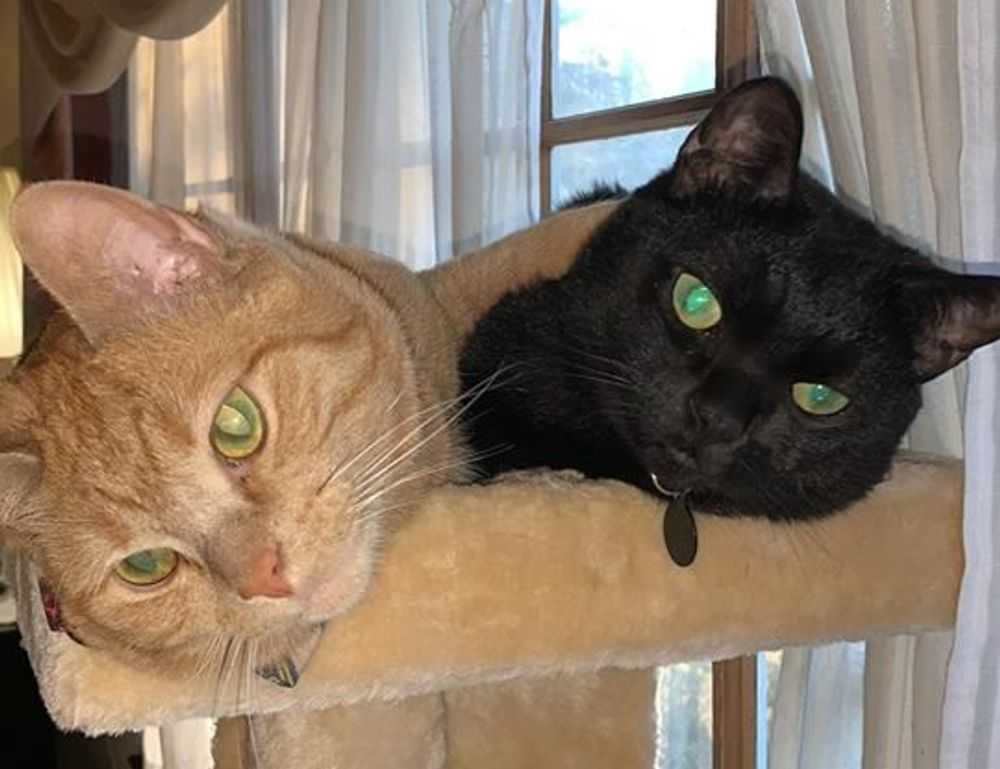 grecas en la nuca hombre