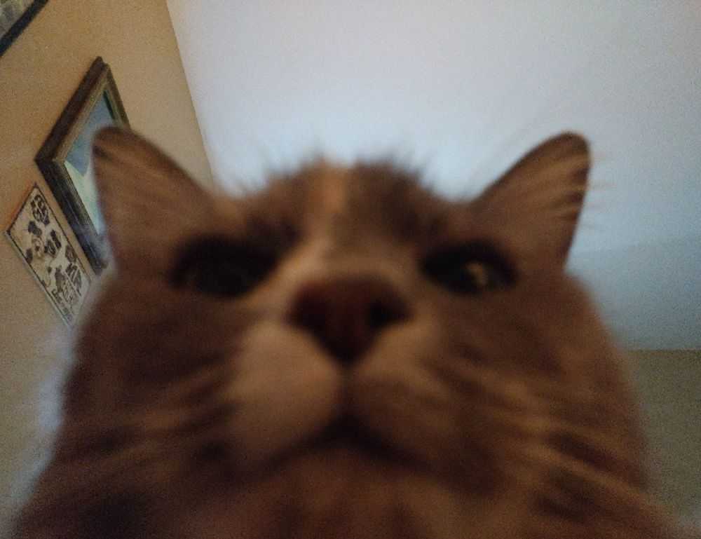 medcezir capítulos completos en español latino mega