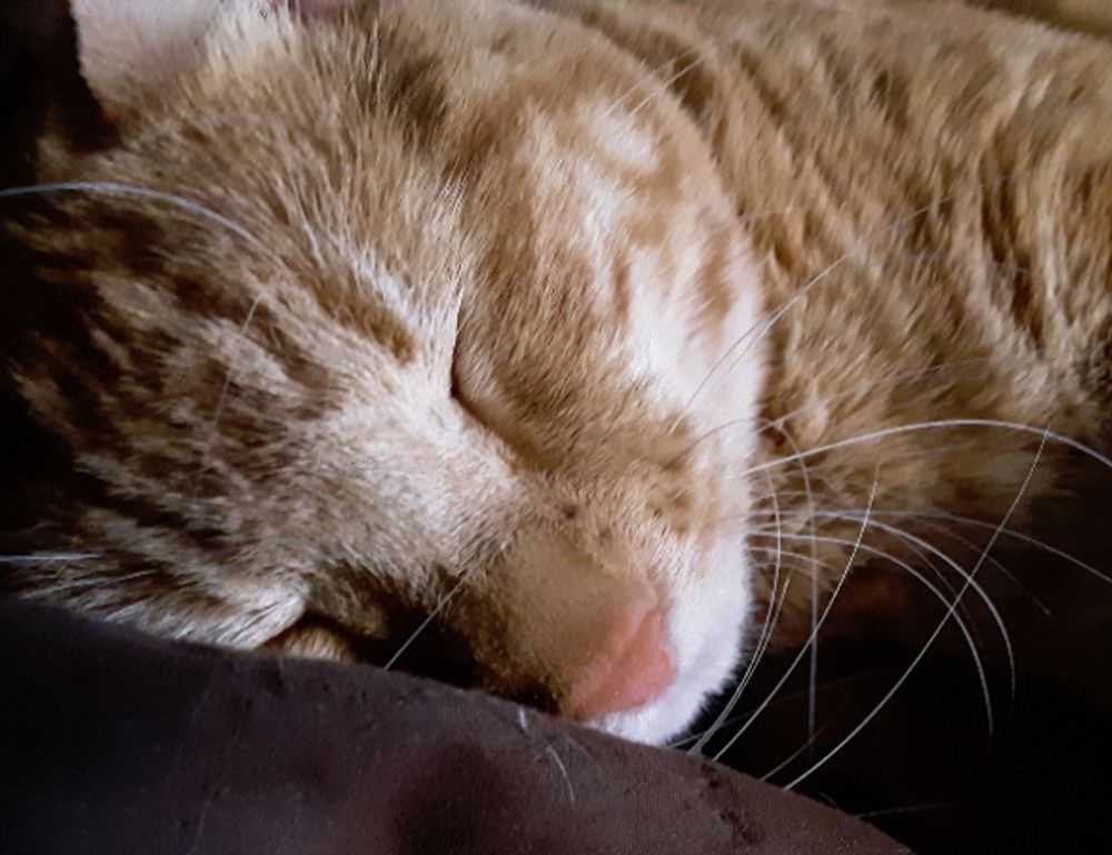 tatuajes de hijos hombres