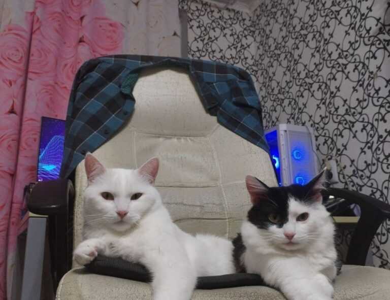 thecosmonaut onlyfans