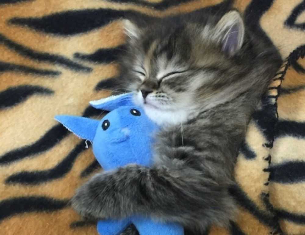 yali capkini sub indonesia lk21